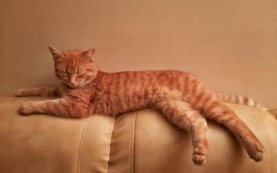 Amazing Pet Furniture Covers to Protect Your Sofa